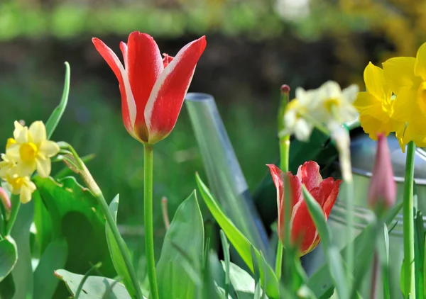 Fleurs printanières dans le jardin — Photo