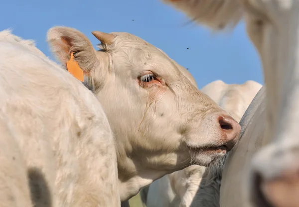 Close on a  calf — Stock Photo, Image