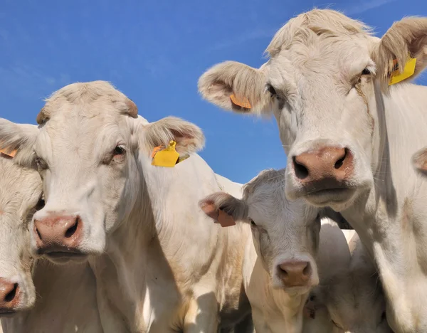 Charolais krávy hospodářských zvířat — Stock fotografie
