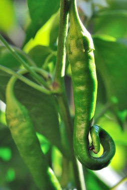 bükülmüş greeen biber