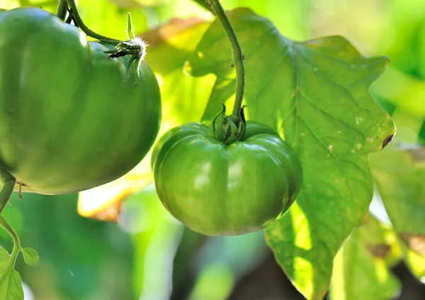 익 지 않는 녹색 토마토 — 스톡 사진