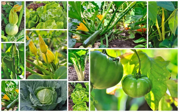 Legumes que crescem no jardim — Fotografia de Stock