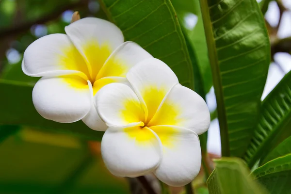 Frangipani 열 대 스파 꽃 — 스톡 사진