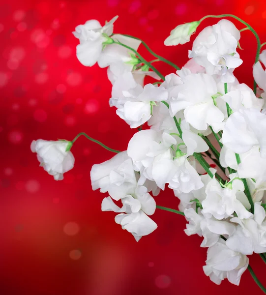 Frangipani Tropical Spa Flowe — Stock Photo, Image