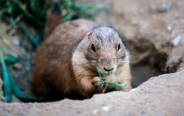Full view of Black-tailed Prairie dog clipart