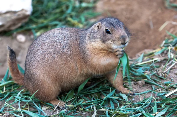 Black-tailed Prairie dog — Stock Photo, Image