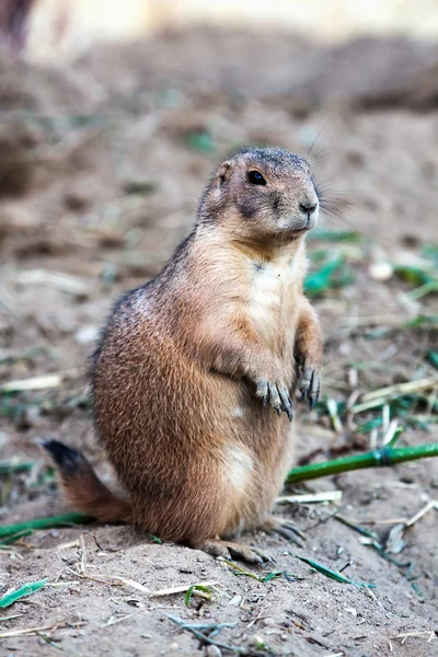 Zwarte prairiehond — Stockfoto