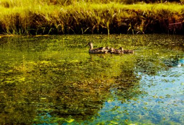 Göldeki ördekler