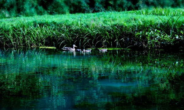 호수에 사는 오리들 스톡 사진