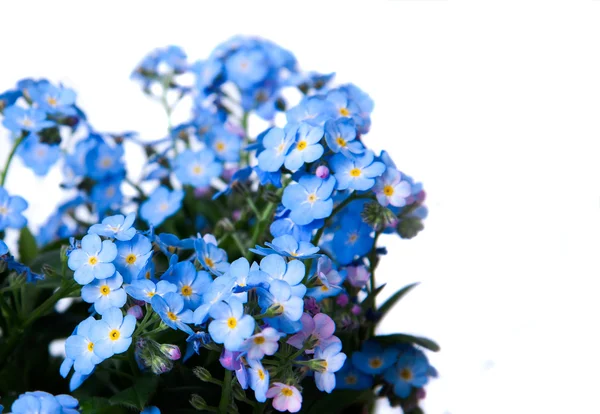 Forget-me kwiatVergeet-mij-bloem — Zdjęcie stockowe