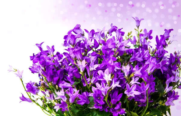 Bells on a white background — Stock Photo, Image