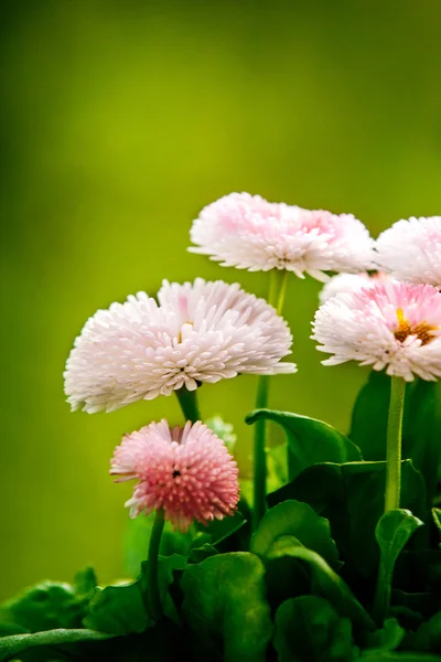 Stunning pink daisies. — Stock Photo, Image