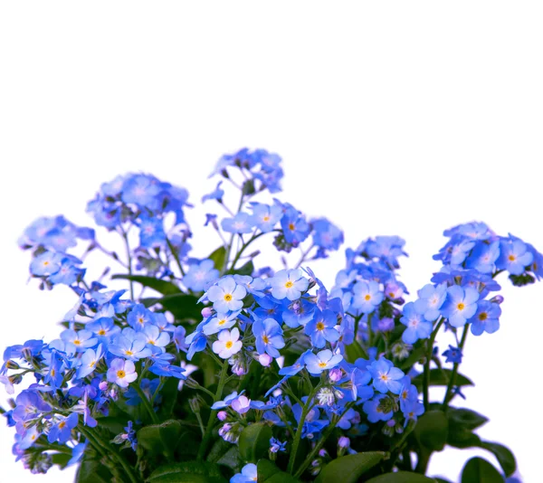 Um monte de esquecer-me não flores — Fotografia de Stock