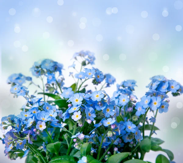 me not flowers Stock Photos, Royalty Free me not flowers