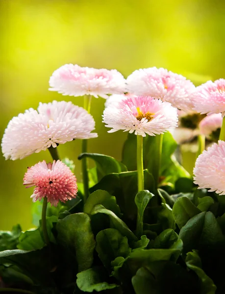 Stunning pink daisies. — Stock Photo, Image