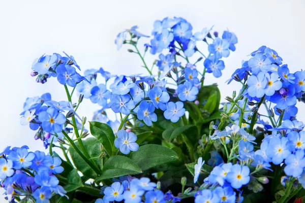 Ein Strauß Vergissmeinnicht Blumen — Stockfoto