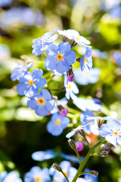 Ein Strauß Vergissmeinnicht Blumen — Stockfoto