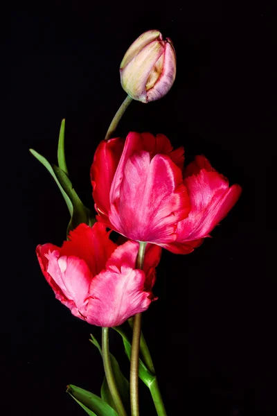 Tulipanes rojos sobre fondo negro — Foto de Stock