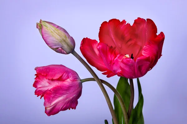 Tulipáncsokor — Stock Fotó