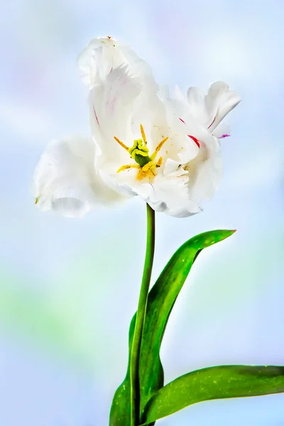 Beautiful view of white tulips — Stock Photo, Image