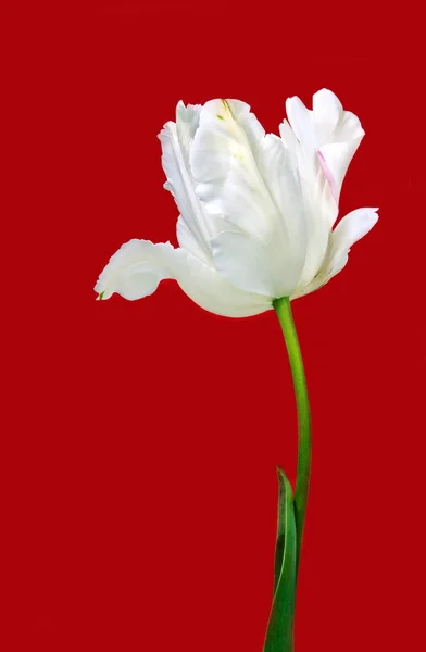 Beautiful view of white tulips — Stock Photo, Image