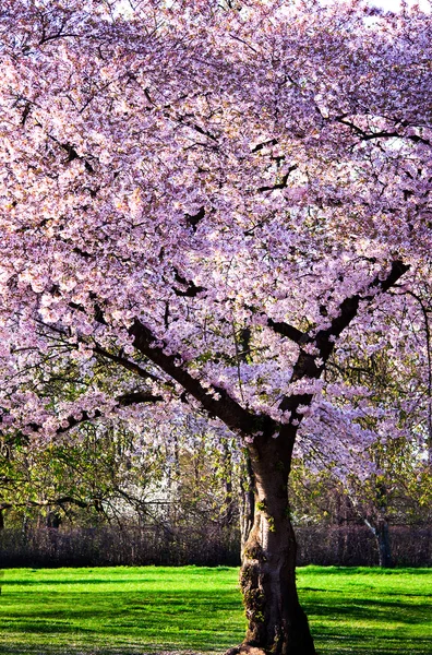 満開の桜の園 — ストック写真