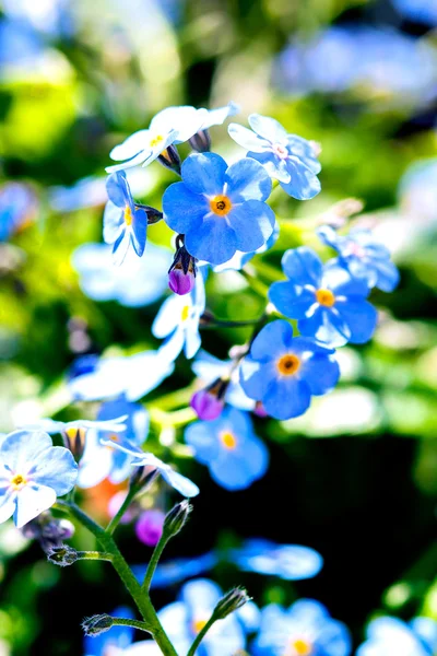 A bunch of forget me not flowers — Stock Photo, Image