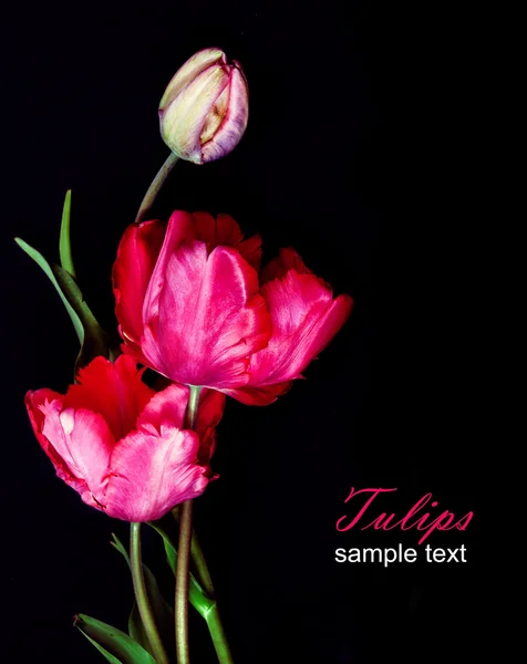 Červené tulipány na černém pozadí — Stock fotografie