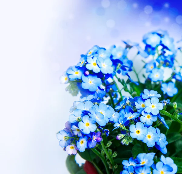 Ein Strauß Vergissmeinnicht Blumen — Stockfoto