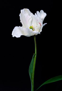 Siyah bir zemin üzerine Beyaz Lale