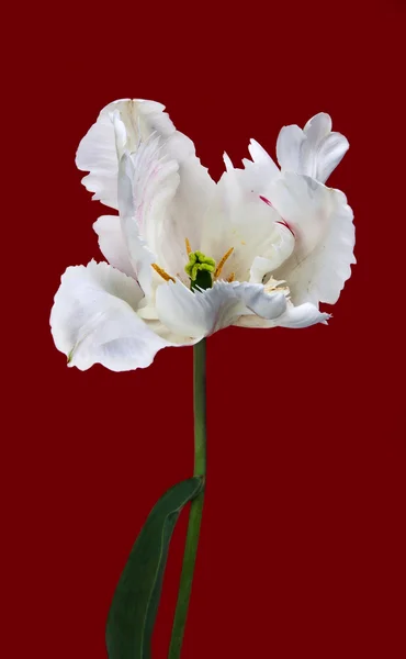 Bela vista de tulipas brancas — Fotografia de Stock