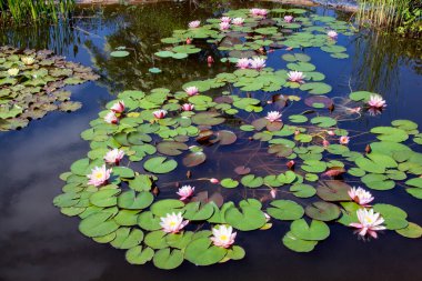 Çiçekli pembe zambaklı gölet 