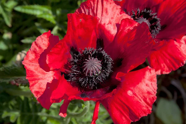 Closeup Vibrant Red Poppy Flower — Stock Photo, Image