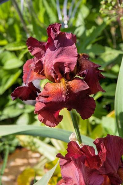 Röd Iris Gräset — Stockfoto