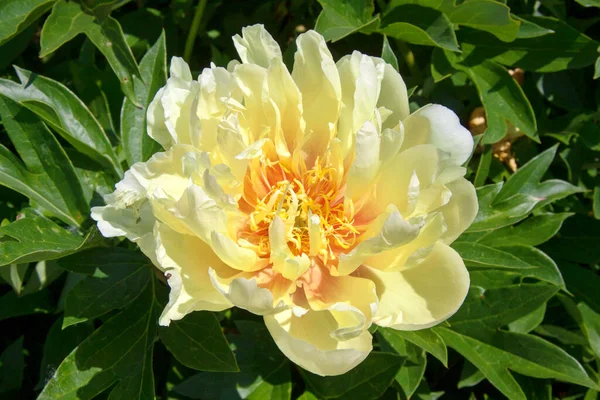 Flor Peônia Amarela Florescente — Fotografia de Stock