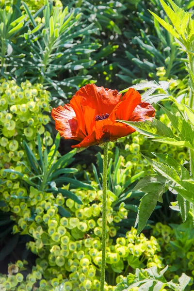 Zbliżenie Tętniącego Życiem Czerwonego Kwiatu Maku — Zdjęcie stockowe