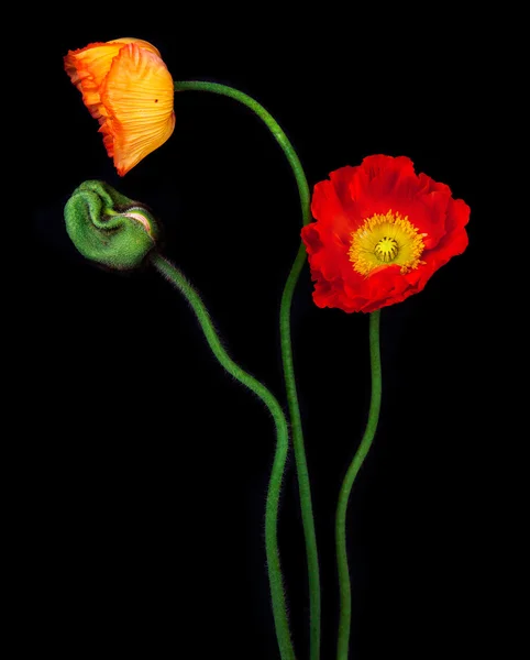 Amapolas rojas — Foto de Stock