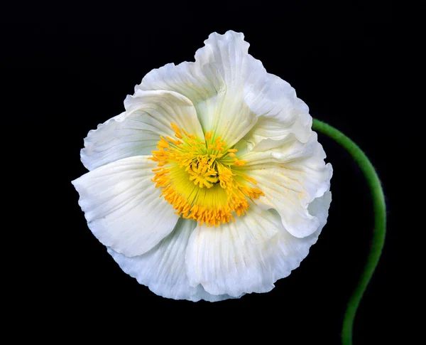 Maková květinka — Stock fotografie
