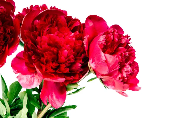 Peony flowe — Stock Photo, Image