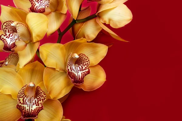 Yellow orchid — Stock Photo, Image