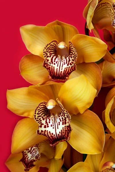 Yellow orchid — Stock Photo, Image