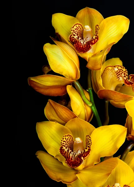 Žlutá orchidej — Stock fotografie