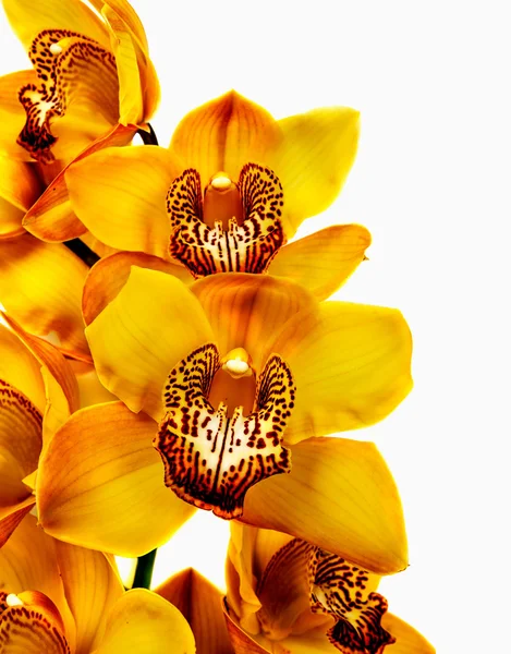 Gele orchidee — Stockfoto