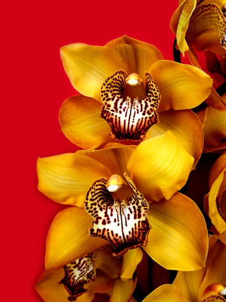 Orchidée jaune — Photo