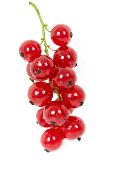 Redcurrant, 흰색 절연 — 스톡 사진