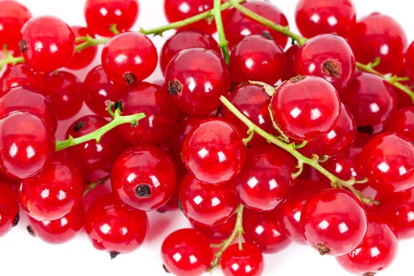 Redcurrant, 흰색 절연 — 스톡 사진