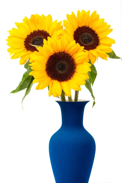 Girasol — Foto de Stock