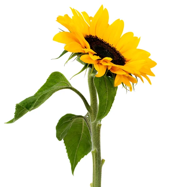 Sonnenblume — Stockfoto