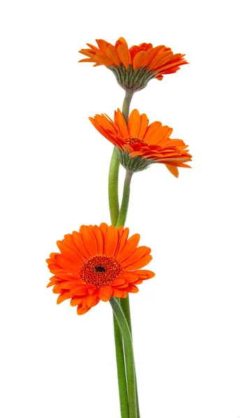 Flor de gerbera laranja — Fotografia de Stock