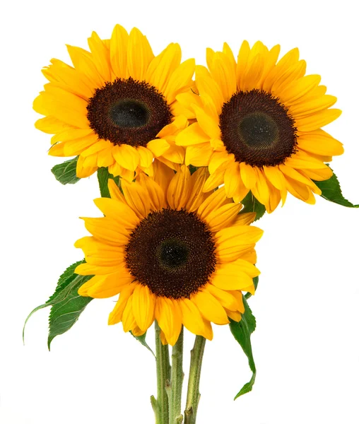 Sonnenblume — Stockfoto